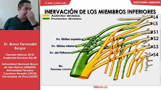 Anatomía Humana FÁCIL Inervación de los miembros inferiores  Ciencias básicas  Villamedic [upl. by Wohlert]