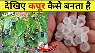 देखिए कपूर कैसे बनता है। Kapoor kaise banta hai  Camphor making process  camphor tree [upl. by Lenee]