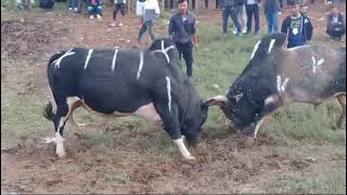 BRAI MA YES VS KHLUR MA PIL BULL FIGHT TODAY  IADAW MASI  IATUR MASI TODAY [upl. by Nettle155]