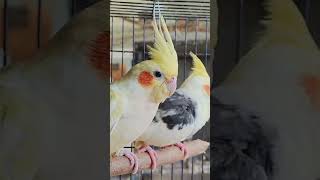 Love birds birds animals cat birdsounds shorts pets exotic [upl. by Aimerej]