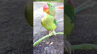 Village parrot eating cowpea 🤤 parrot alex talkingparrot parrottalking shortvideos [upl. by Arlette290]