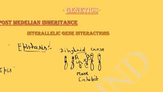 GENETICS INTERALLELIC gene interaction [upl. by Nodnerb]