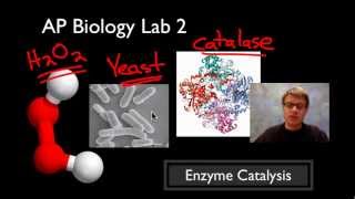 AP Biology Lab 2 Enzyme Catalysis [upl. by Mckinney]