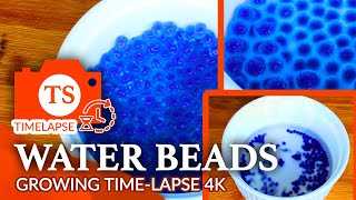 Water Beads Growing TimeLapse Video 4K 2H20M in 2 Minutes  Orbeez [upl. by Yrro721]