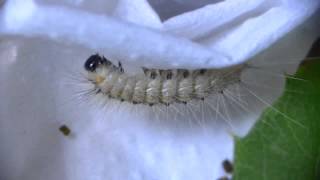 Timelapse of Fall Webworm Preparing to Molt アメリカシロヒトリ亜終齢幼虫（蛾）が脱皮前の眠で蠕動：100倍速映像 [upl. by Yemane666]