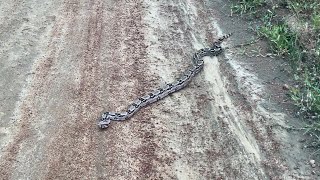 ENCONTREI UMA JIBOIA VIAJANDO NA ESTRADA DE QUEIMADAS BAHIA [upl. by Geno]