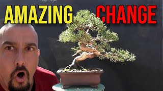 Extreme Transformation of a Itoigawa Bonsai  From Basic to Stunning [upl. by Myrwyn]