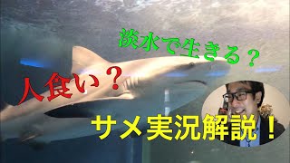 オオメジロザメの生体解説！ 水族館のサメを見ながらサメを学ぼう！ 京急油壺マリンパーク Carcharhinus leucas Bull shark [upl. by Arimihc]