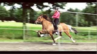 NK IJslandse paarden 2017 zaterdag [upl. by Ekram]