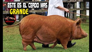 ESTE ES EL CERDO MAS GRANDE DEL MUNDO conoce a la raza de cerdo mas grande [upl. by Glenna463]