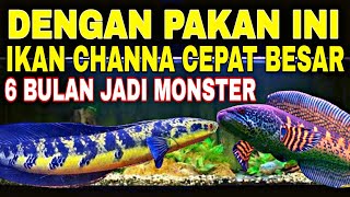 PAKAN amp PELET CHANNA BIAR CEPAT BESAR  TIPS IKAN CHANNA AGAR CEPAT GEDE [upl. by Eenafit]