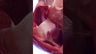 Animated 3d model of the Human Heart meded anatomy [upl. by Ahsratal806]