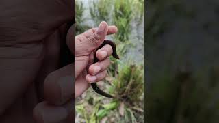 A Tiny Goby Fish was Caught and Released Back into the River fishing shorts [upl. by Gerstner]