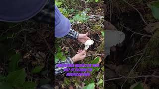 Picking Matsutakie Mushroom [upl. by Kamaria]