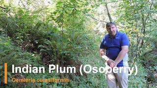 Plant Speed Dating  Indian PlumOsoberry Oemleria cerasiformis [upl. by Negah575]