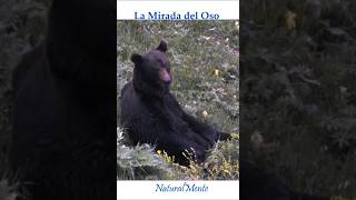 La Mirada del Oso The Look of the Bear asturiasparaisonatural [upl. by Llorrad]