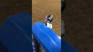 Just loving life bullride cowboys bullriding rodeo life living ng [upl. by Kamillah]