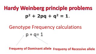 Hardy Weinberg Principle Problems  Genotype Frequency  Allele Frequency [upl. by Sucramej]