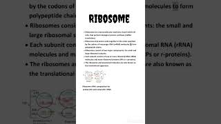 Ribosome  cell organelles  NCERT [upl. by Darnall]