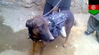 Taliban show off captured military dog in Afghanistan [upl. by Anawt]