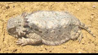 Regal Horned Lizard [upl. by Tuddor921]