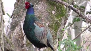 キジの母衣打ち Japanese Pheasant Phasianus versicolor crying [upl. by Cornela821]