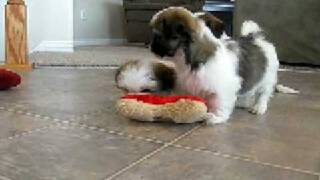 Lhasa Apso Puppies Mercedes Houston amp Phoenix [upl. by Glenda60]