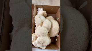 Trying Lions Mane Mushroom… nonstoppg mushroom lionsmanemushroom healthy [upl. by Aleta266]