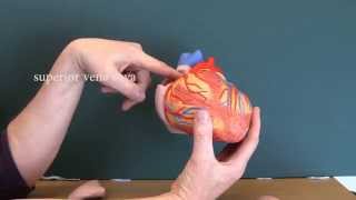 Cardiovascular System 8 Heart with labels [upl. by Oxford309]