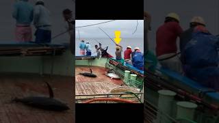 fishing yellowfin fish Pole and line fishing amazing fishing videoshortsfeed shortvideo shorts [upl. by Naeerb]