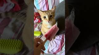 Is cat interested in a popsicle cat [upl. by Clay]