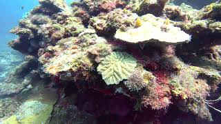 11 Exploring Gibsons Bight Roatan Honduras [upl. by Anom]