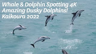 Kaikoura Whale amp Dusky Dolphin Spotting 4k [upl. by Hosfmann]