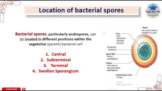 Location of bacterial spore Endospores endospore bacteriology spore sporeformation [upl. by Inahteb]