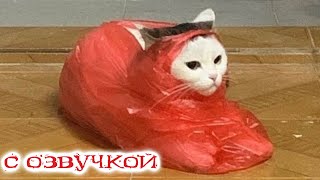 Приколы с котами С ОЗВУЧКОЙ Самые смешные животные  СМЕШНЫЕ КОШКИ И СОБАКИ 2023 Я РЖАЛ ДО СЛЕЗ [upl. by Ynattyrb]