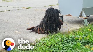 The Most Dramatic Rescue Dog Transformations  The Dodo [upl. by Atiuqam776]