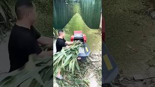 grass grasscutting grasscuttingmachine grasscutter shortsfeed shortvideo shorts greenfieldtv [upl. by Kiker]