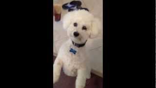 Bichon Frise Puppy Bites my Fingers while getting Liver Snacks with brother dog [upl. by Joellyn]