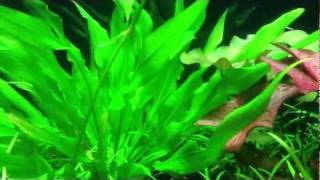 Otocinclus Catfish Spawning Behavior [upl. by Annahgiel]