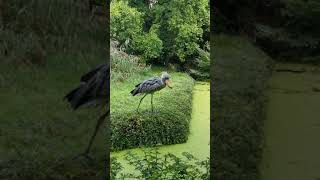 Schuhschnabel im Weltvogelpark in Walsrode [upl. by Yerhpmuh]