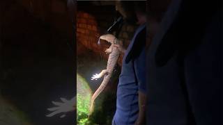 Monitor Lizard Rescue A Wet and Wild Adventurequot snake shorts [upl. by Giovanni]