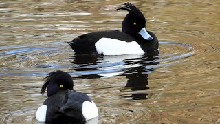 Real sounds of tufted ducks CloseUp [upl. by Arannahs740]