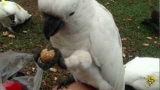 Sulphur Crested Cockatoos and Rainbow Lorikeets at the Royal Botanical Gardens of Sydney [upl. by Leander]