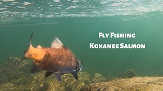 Fly fishing for Kokanee Salmon [upl. by Kcajyllib]