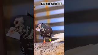 pigeon romjanbhaifancypigeonsfarm kabootar sialkotikabootarforsaleinsialkot bird [upl. by Cornie]