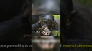 Unlocking the Secrets of Bonobo Social Structures [upl. by Lanti]