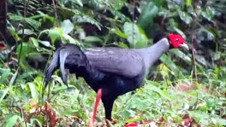 Siamese Fireback Lophura diardi [upl. by Collyer946]