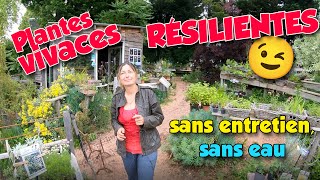 Plantes vivaces résilientes  ne nécessitant pas dentretien ni deau et sadaptant au climat [upl. by Seve]