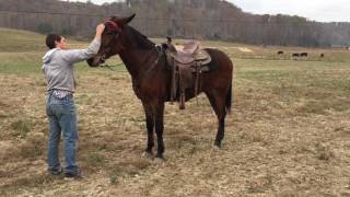 Percheron Draft mule 16 hands Mounting video Must see [upl. by Ydniw]