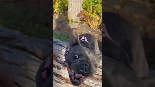 Papi girlfriend Rose shortsvideo frenchbull americandog puppy franchbulldog pet frenchie [upl. by Chauncey]